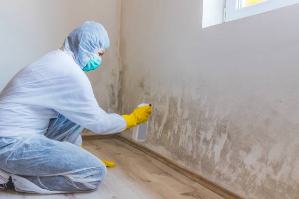 Licensed Mold Removal service in Melfa, VA - WQB Mold Removal
