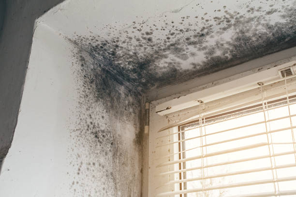 Affordable Mold Removal solutions in Melfa, VA