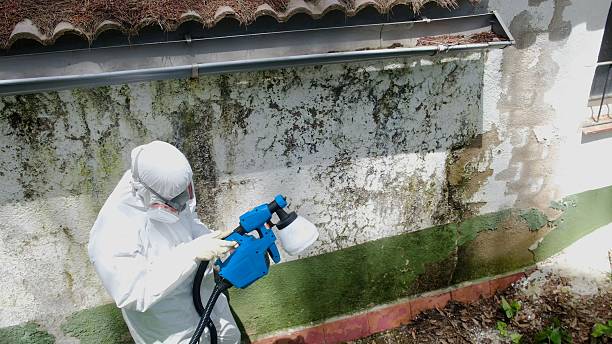Top rated local Mold Removal specialists in Melfa, VA